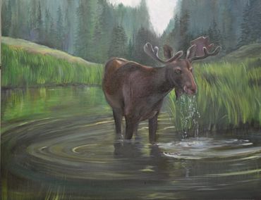 
"Moose in the Wild"
Oil
24" X 30"
A commissioned painting