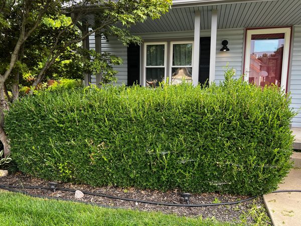 Before trimming of bush. 