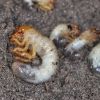 Chafer Grub Control