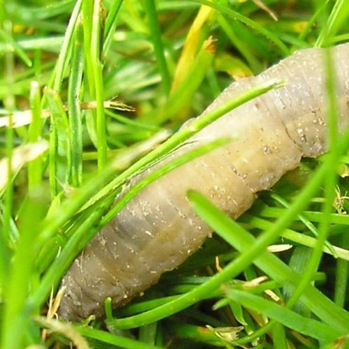 Leatherjacket Control