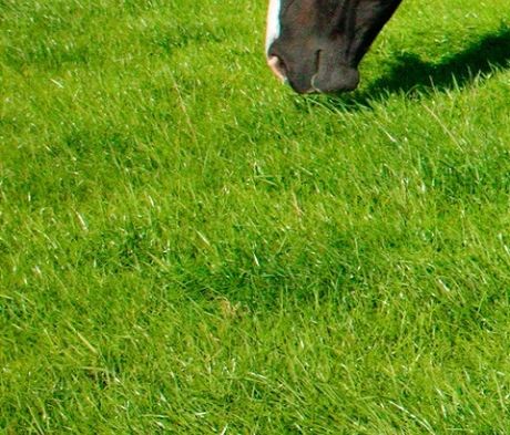 Horse and Pony Paddock Seed Mix - Professional Grass Seed UK