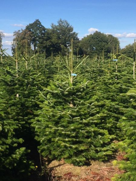 Nordman Fir Christmas Tree