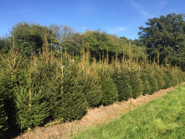 Norway Spruce Christmas Tree