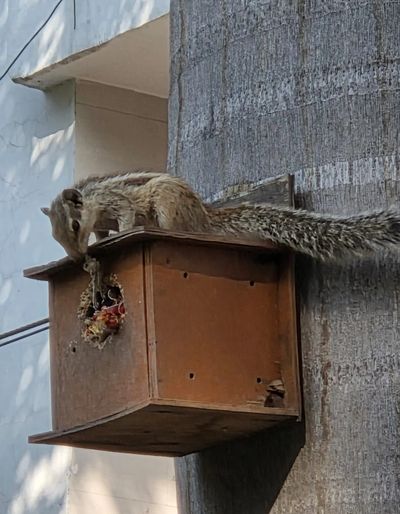 A squirrel eating fruit on a wooden birdhouse attached to a wall.