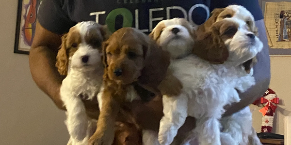 A person holding four adorable puppies with curly fur indoors.