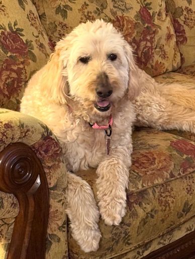 A fluffy cream-colored dog lounging on a floral patterned couch.