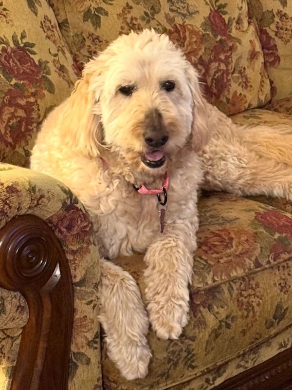 A fluffy cream-colored dog lounging on a floral patterned couch.