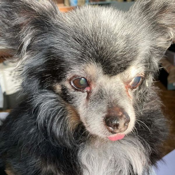 Close-up of a fluffy black and gray dog with a slightly visible tongue.