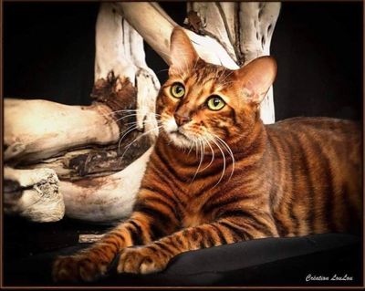 Chaton Toyger - Toyger Quebec - Tiger