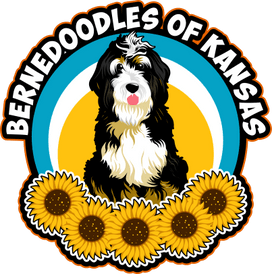 Bernedoodles of Kansas