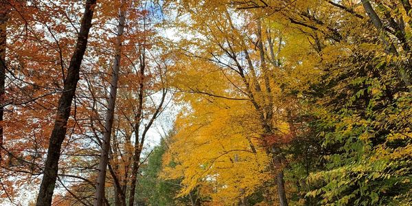 Fall foliage near Hoyes Run