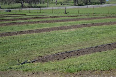 worm castings
red worms
worm poop
worm farm
red bluff California 