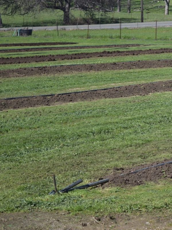 Prepared garden rows in a grassy field ready for planting.