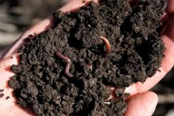 Hand holding rich soil with earthworms crawling.