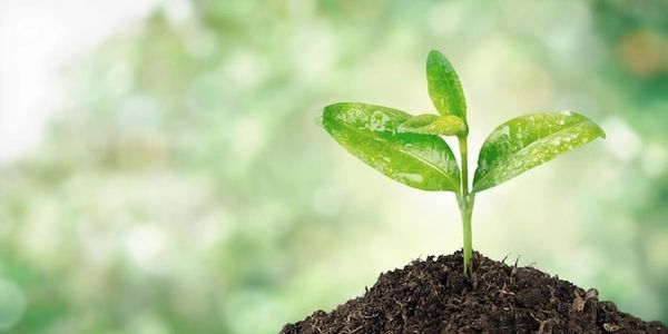 A young green plant sprouting from rich soil with a blurred natural background.