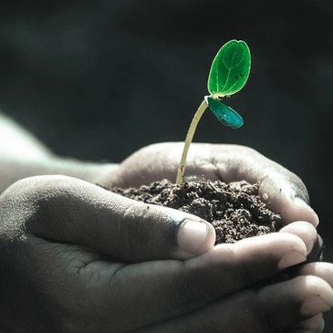 Hands gently holding soil with a small green sprout growing.
