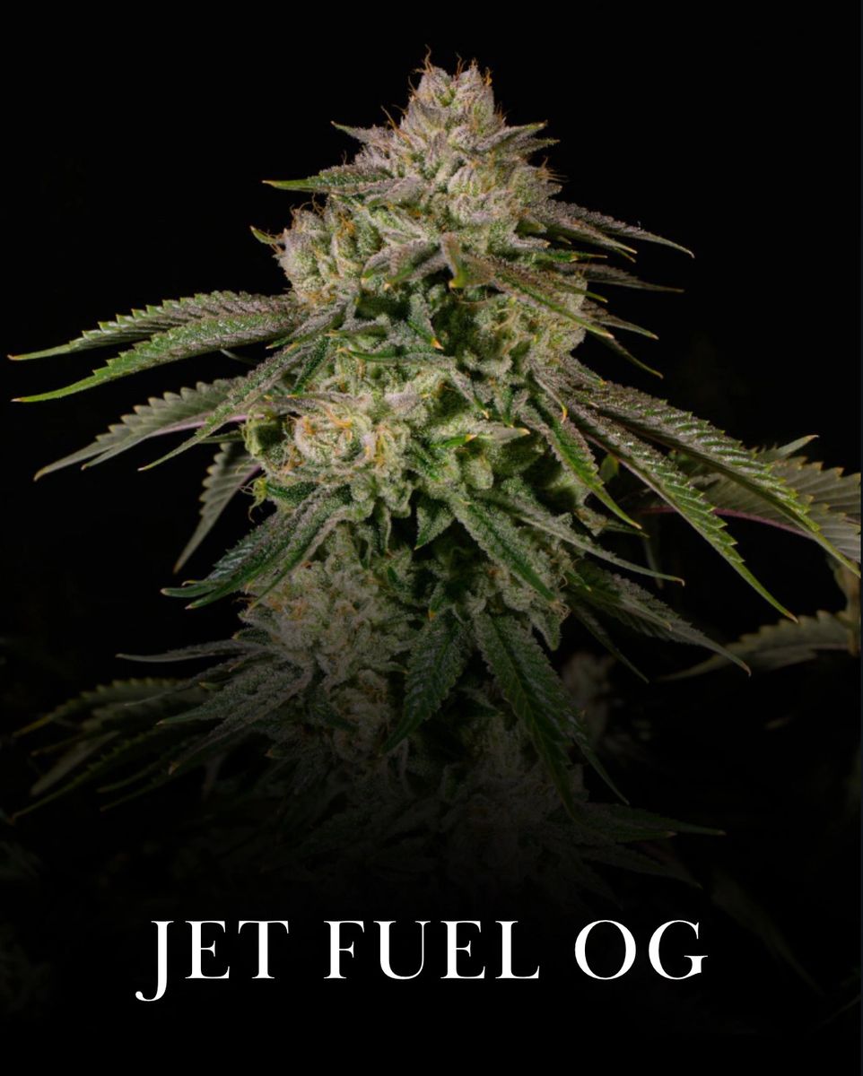 Jet Fuel OG aka Jet Fuel G6