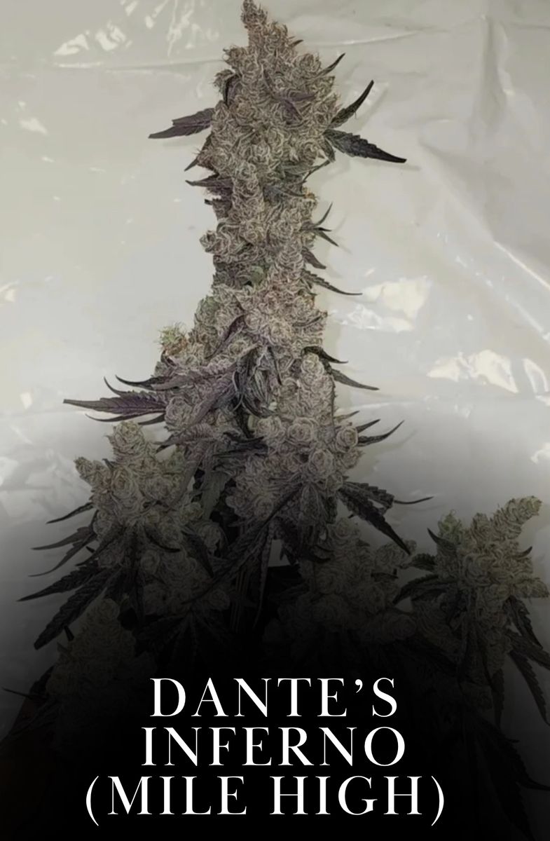 Dante's Inferno Cannabis Strain