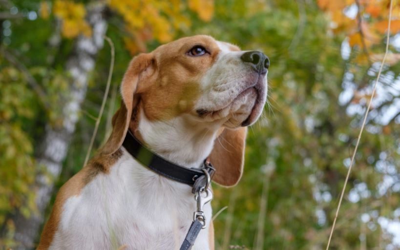 mackenzie dog collars