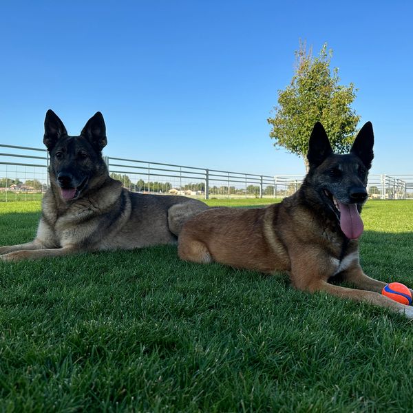 Two dogs, a German Shepard and a Belgian Malinois dogs relaxing on grass with their toys under a clear blue sky.