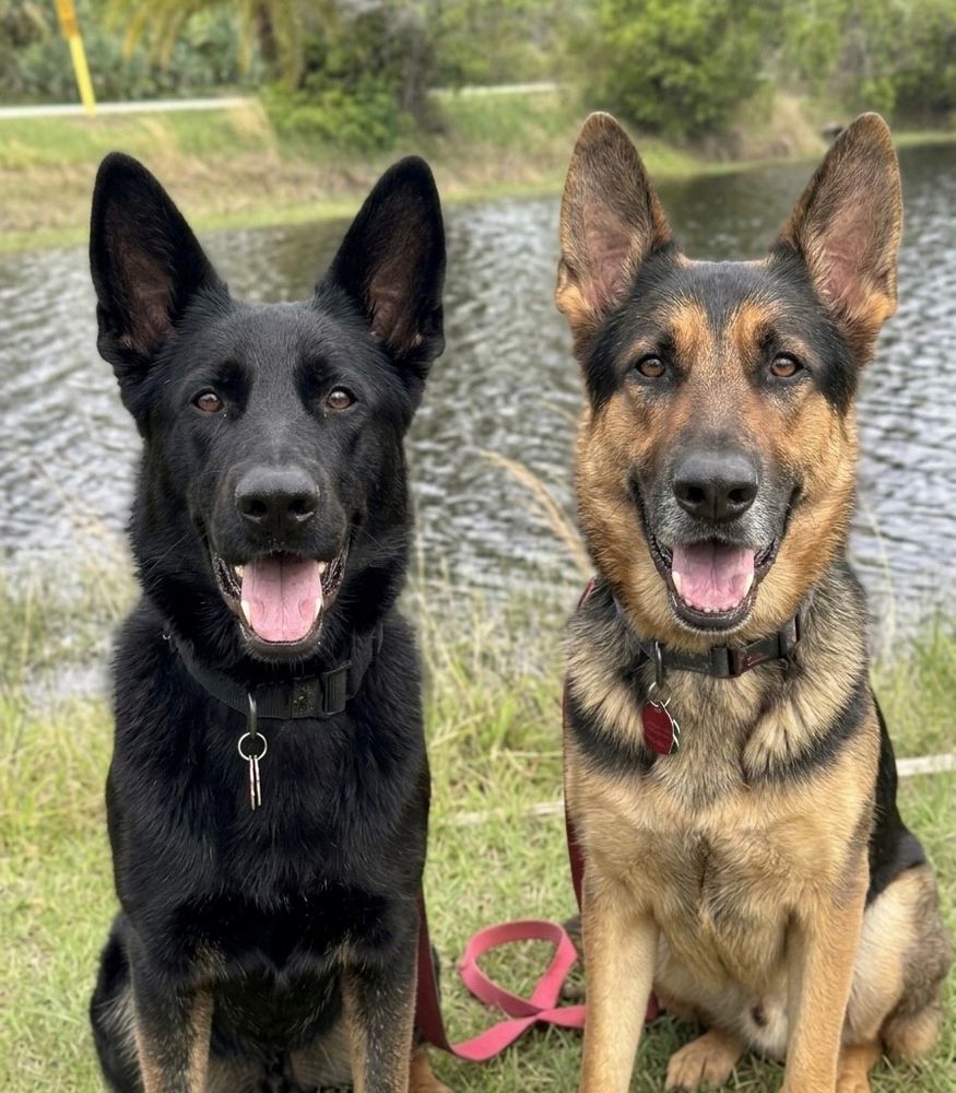Athena and Appollo Expert Dog Training in Melbourne, FL 