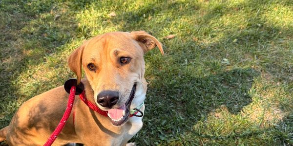 Happy tan dog sitting on grass with a red leash.