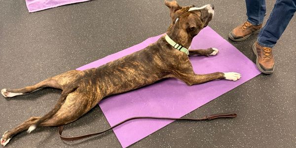 Brindle dog lying on a purple mat looking at a person standing nearby.