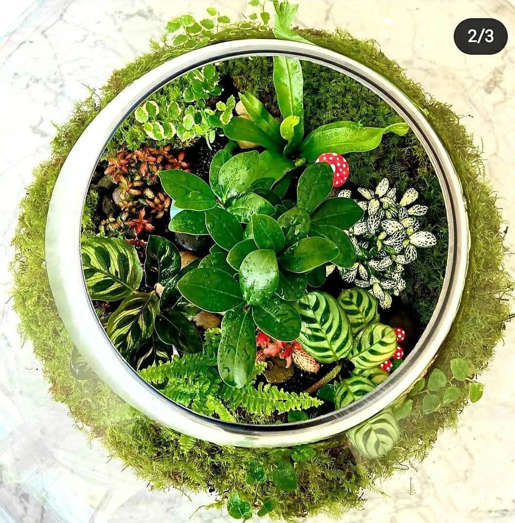 Terrarium Plants: 20 Types Of Miniature Plants For Terrarium (Open & Closed)
