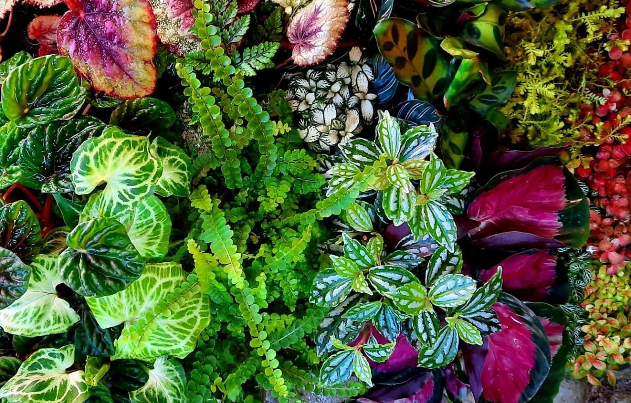 Terrarium Plants Gift Voucher Ringwoodplants