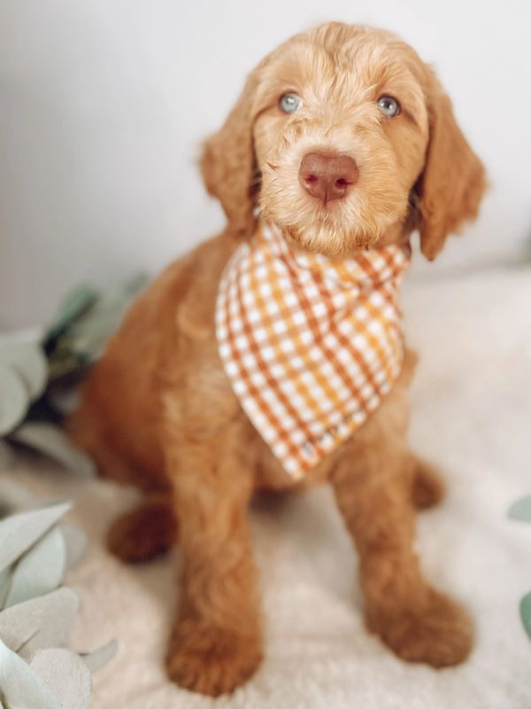Goldendoodle puppy for sale in Florida