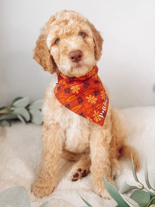 Goldendoodle puppy for sale