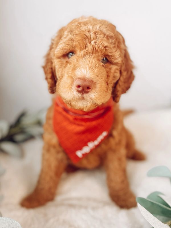 Goldendoodle puppy for sale in Florida