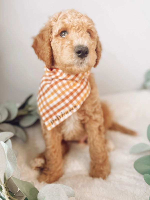 Goldendoodle puppy for sale in Florida