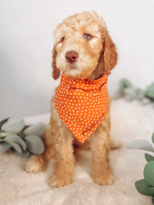 Goldendoodle puppy for sale