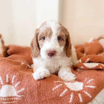 Cute brown and white puppy lying on an orange blanket with sun patterns.
