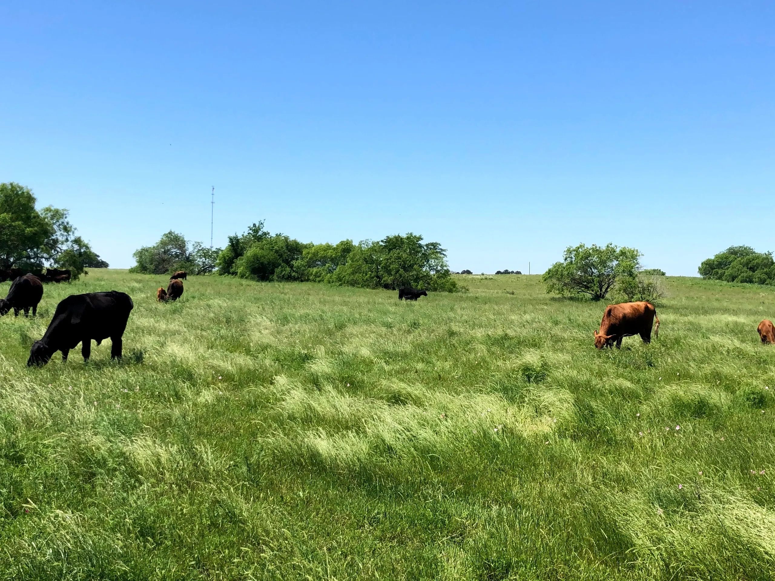 Buy Beef Online, Ranch Raised Cattle, Lindale & Tyler, TX