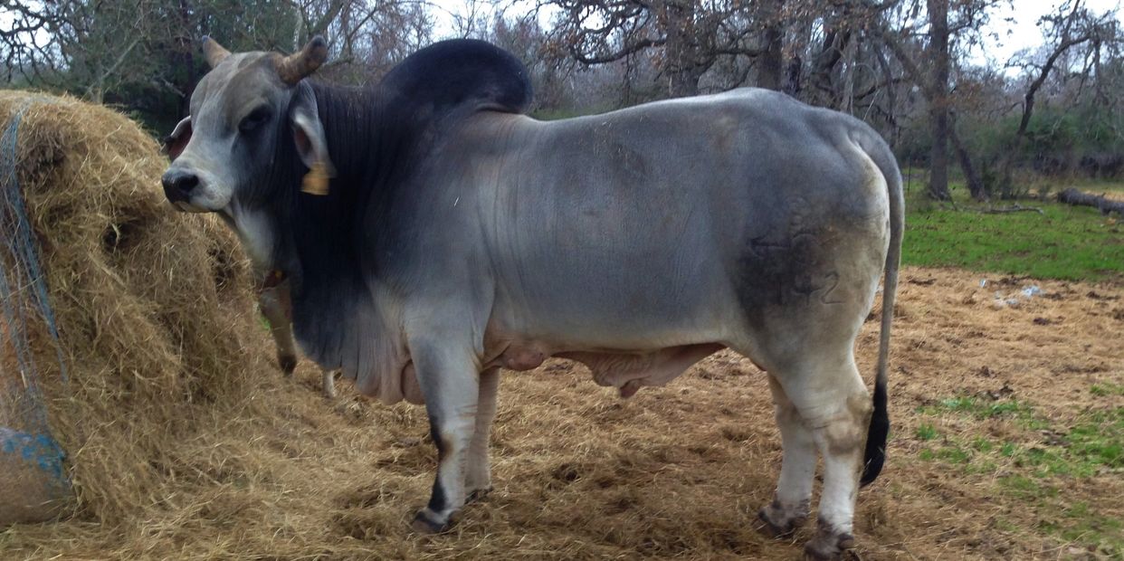 A grey cow standing next to a haystack in a rural area.