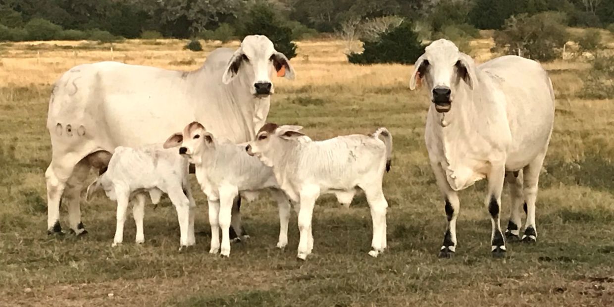 Two adult cows with three calves standing in a grassy field.
