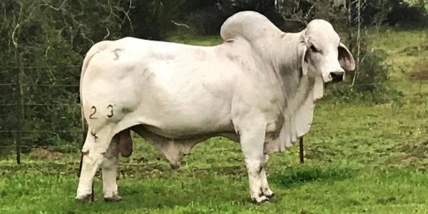 A white Brahman bull standing on grass with numbers marked on its body.