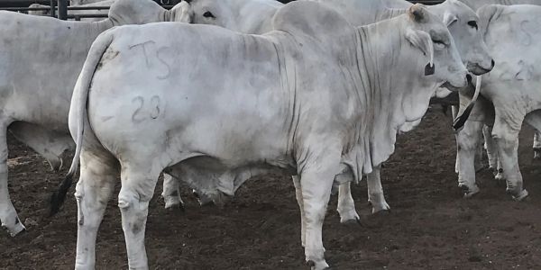 A group of white cattle standing on dirt ground in an enclosure.