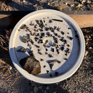 A white lid holding various small rocks and fossils under sunlight.