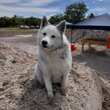 Dog sitting on pile of dirt