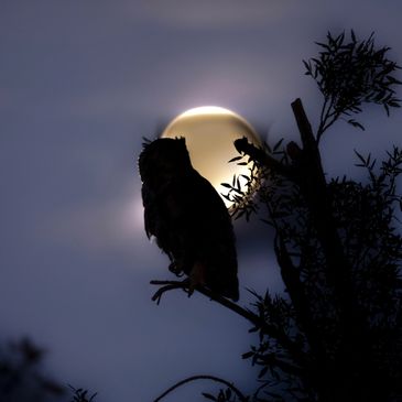 Owl silhouette in front of the full moon