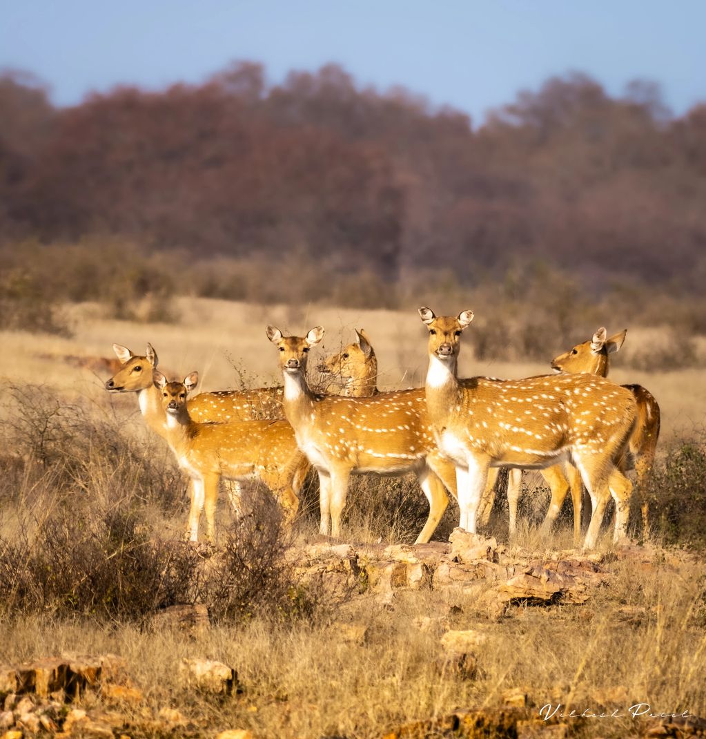 Group of Spotted Deer also known as Chital Deer