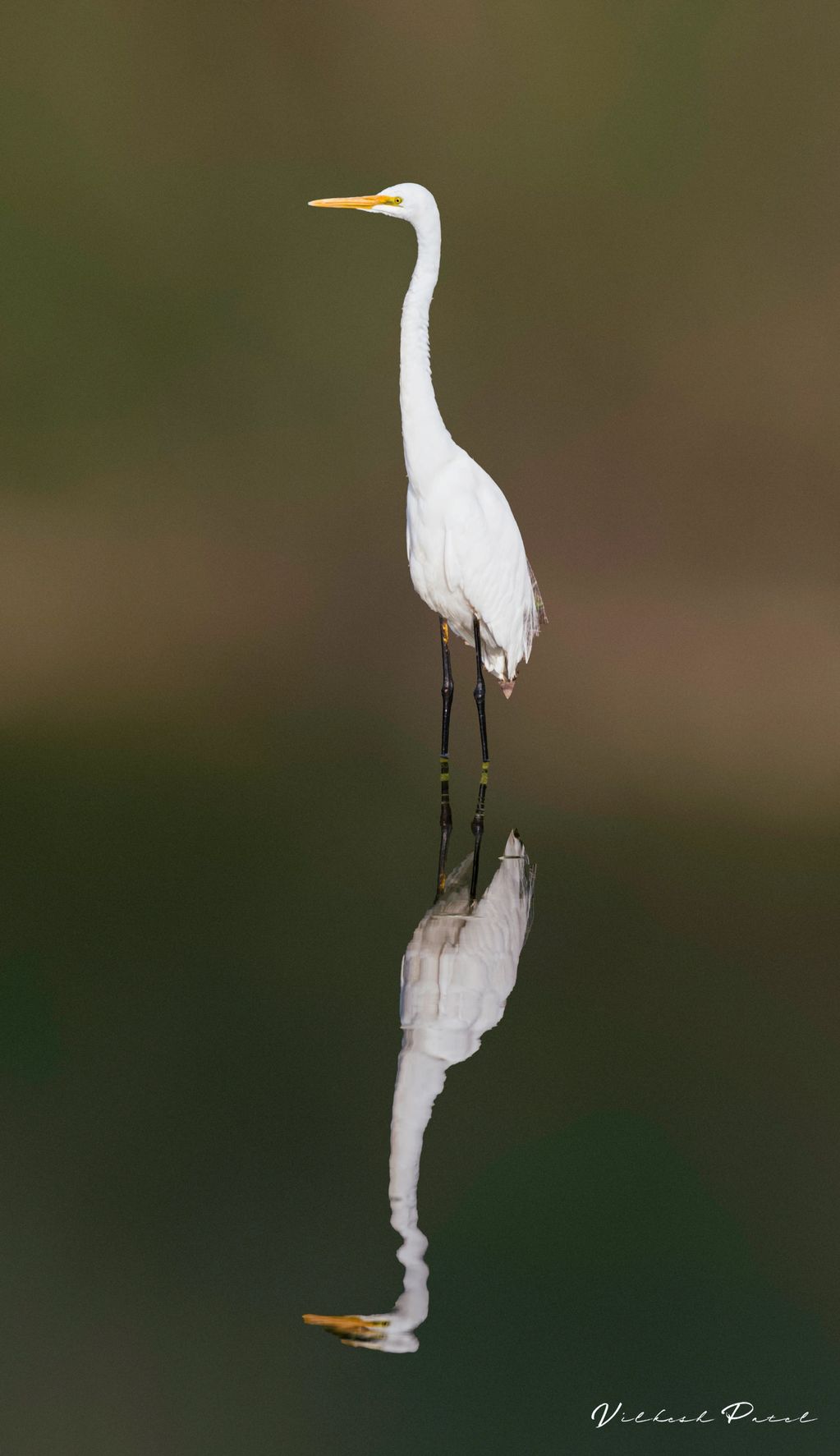 Intermediate Egret
