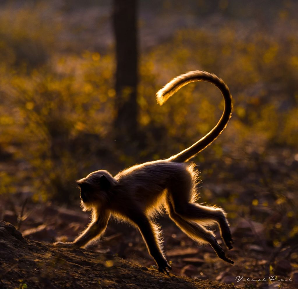 Golden Langur heading home before mommy find out @Ramthambore National Park

