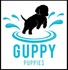 Guppy Puppies