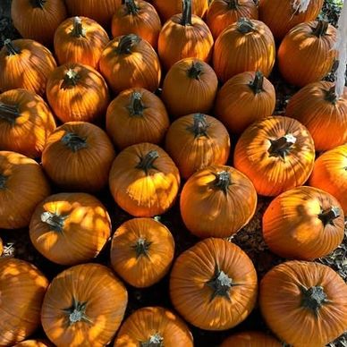 A group of bright orange pumpkins arranged closely together outdoors.