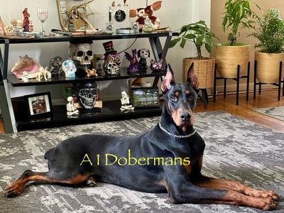 A1 Dobermans, Doberman Pinscher Puppies, Blue Doberman, Black Doberman, Red Doberman AKC registered, DNA Tested, Puppies, Blue Puppies, Red Puppies, Black Puppies