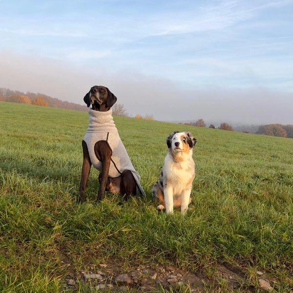 Hundeschule Bad Kissingen Mobile Hundeschule Hundetrainer in meiner Nähe Hundeausbildung Hundesport
